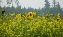Obsternte Und Maischen 2012 01